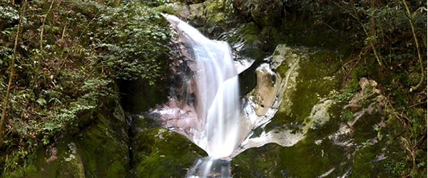 全国名水百選に選ばれた山口県錦町の天然水。